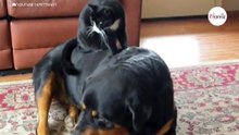 Kot wskakuje na rottweilera. Reakcja psa jest bezcenna (video)