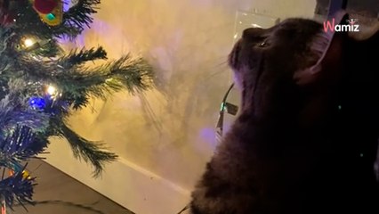 Le chat est en admiration devant le sapin : 971K personnes remarquent un détail embarrassant (vidéo)