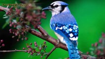 Seeing a Blue Jay Bird meaning: Symbolism, Messages, and Spiritual Insights