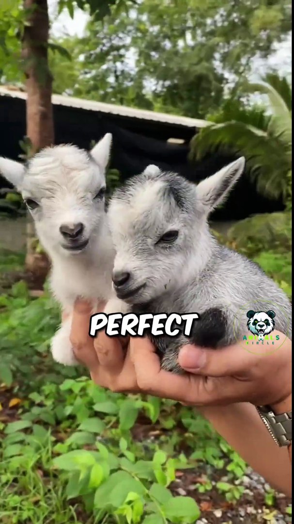 ⁣Mini Pets top 3 pet