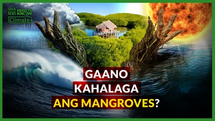 Dating “illegal mangrove cutting capital ng Pilipinas” modelo ng conservation ngayon | Need To Know