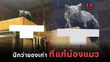 พบแมวโบราณที่เก่าแก่ในบ้าน รุ่นนี้หายากมาก กรมศิลป์พิสูจน์ด่วน