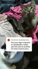 🐾💬 ¡El Gato Pernanca Responde a Todos los Comentarios de los Videos! 😻✨ #Shorts