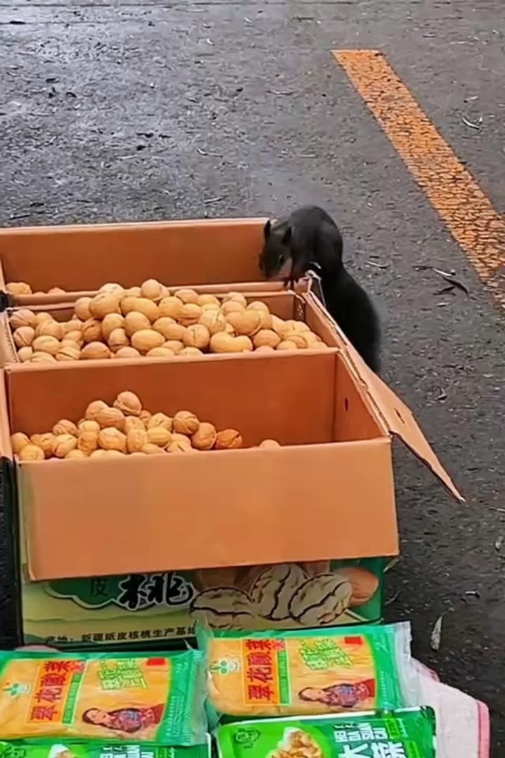 Funniest pets | cute animals #cute animals #cutespets #animals #shorts