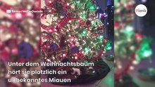 Kätzchen legt ein ganz seltenes Geschenk unter den Weihnachtsbaum (Video)