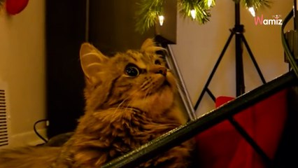 Watch: Cat's adorable reaction to seeing Christmas lights for the first time