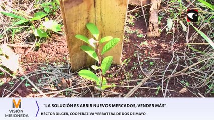 Para Héctor Dilger, la salida al laberinto yerbatero pasa por abrir nuevos mercados y cuidar la calidad del producto
