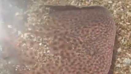 Elegant sea creature hides in the sand after being approached by human