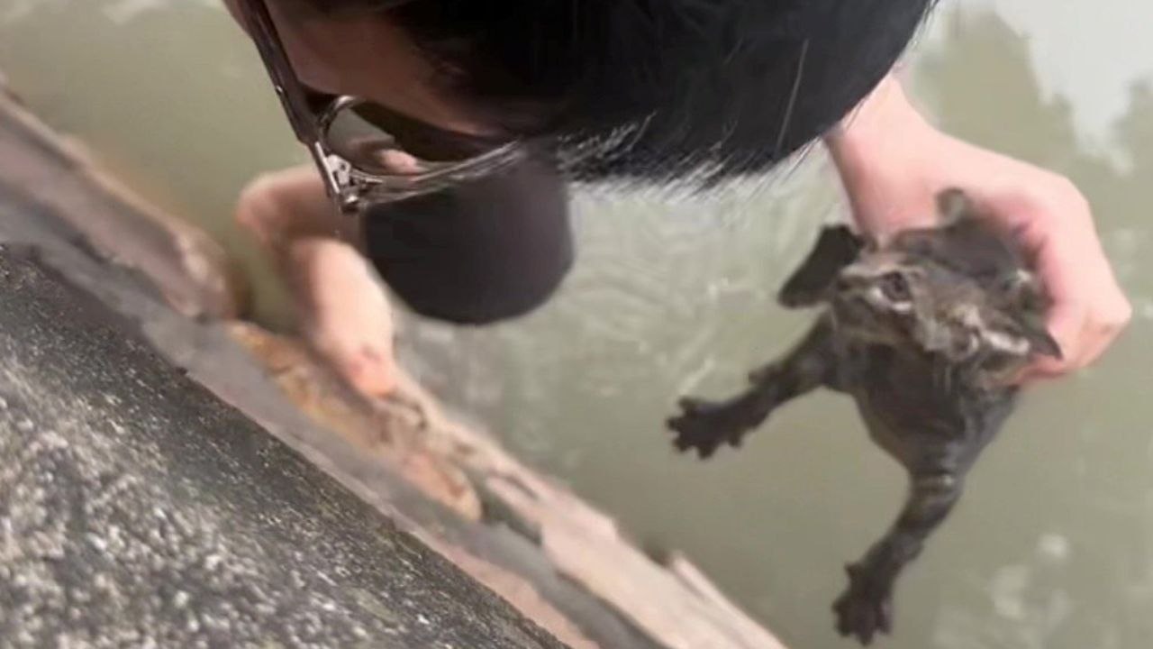 Schnell denkendes Paar rettet Kätzchen vor dem Ertrinken