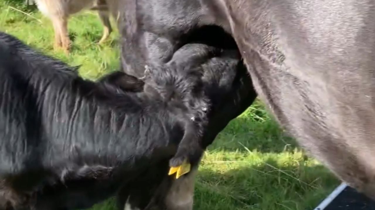 Determined calf tries to get milk from male pony in comedic animal mix-up  moment - video Dailymotion