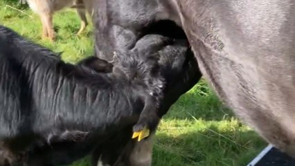 Determined calf tries to get milk from male pony in comedic animal mix-up moment