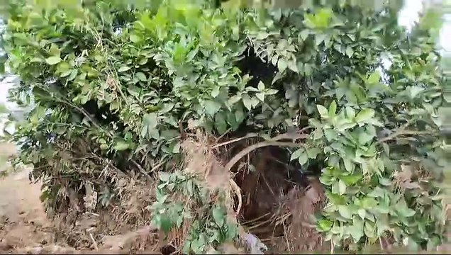 Cultivos en Algemesí destruidos