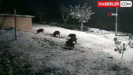 Elazığ'da Yaban Domuzları Yerleşim Alanlarına İndi