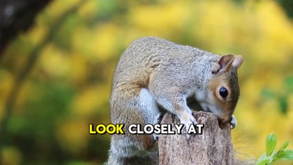 guess the animal: Can You Identify This Furry Friend?