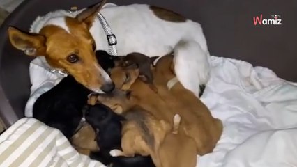 Perra callejera no se deja coger: al ver lo que escondía entre los olivos, se echan a llorar