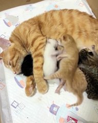 Today, somewhere, a small battle is happening...!😸