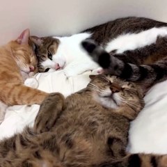 I love cats so much that their tails get in the way and I can't sleep