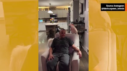 Hulvaton video: suuttunut kakadu antaa omistajalleen kunnon ripityksen