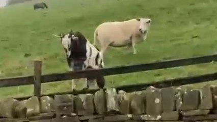 Cheeky goat outwits the fence and escapes the field with a perfect jump