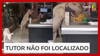 Cabritos são flagrados 'furtando' guloseimas em padaria em MG