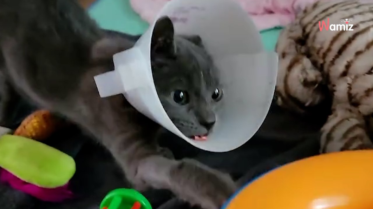 Ils trouvent un chaton errant blessé et décident de l'aider : l'animal les remercie avec la plus belle transformation