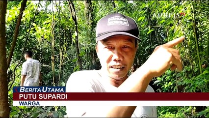 'Moly' Gajah Bali Zoo Ditemukan Mati Usai Terseret Derasnya Arus Sungai