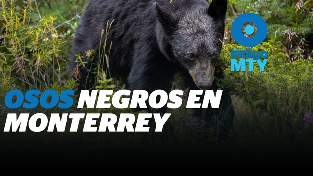 Las otras problemáticas del oso negro en la Zona Metropolitana de Monterrey | Reporte Indigo