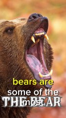 The Wild Truth About Bears: Guardians of Nature