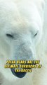 The Tragic Fight for Survival: Polar Bears and Climate Change