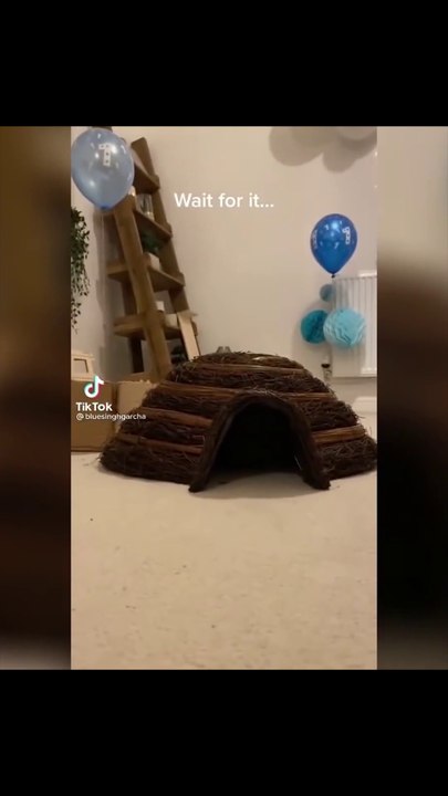 El GATO 🐈 CABALLO
