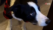 Un Border Collie regarde un film mythique de Noël : 1M d’internautes sont fascinés par son attitude