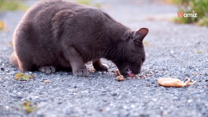 Pour Thanksgiving, elle offre un festin pour les animaux errants de son quartier