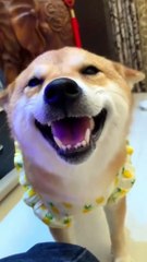 Funny Pets Compilation 🐶 | Guaranteed to Make You Smile