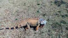 Angry Iguana!