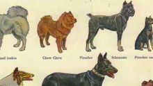 Type of dogs ( part 1 )