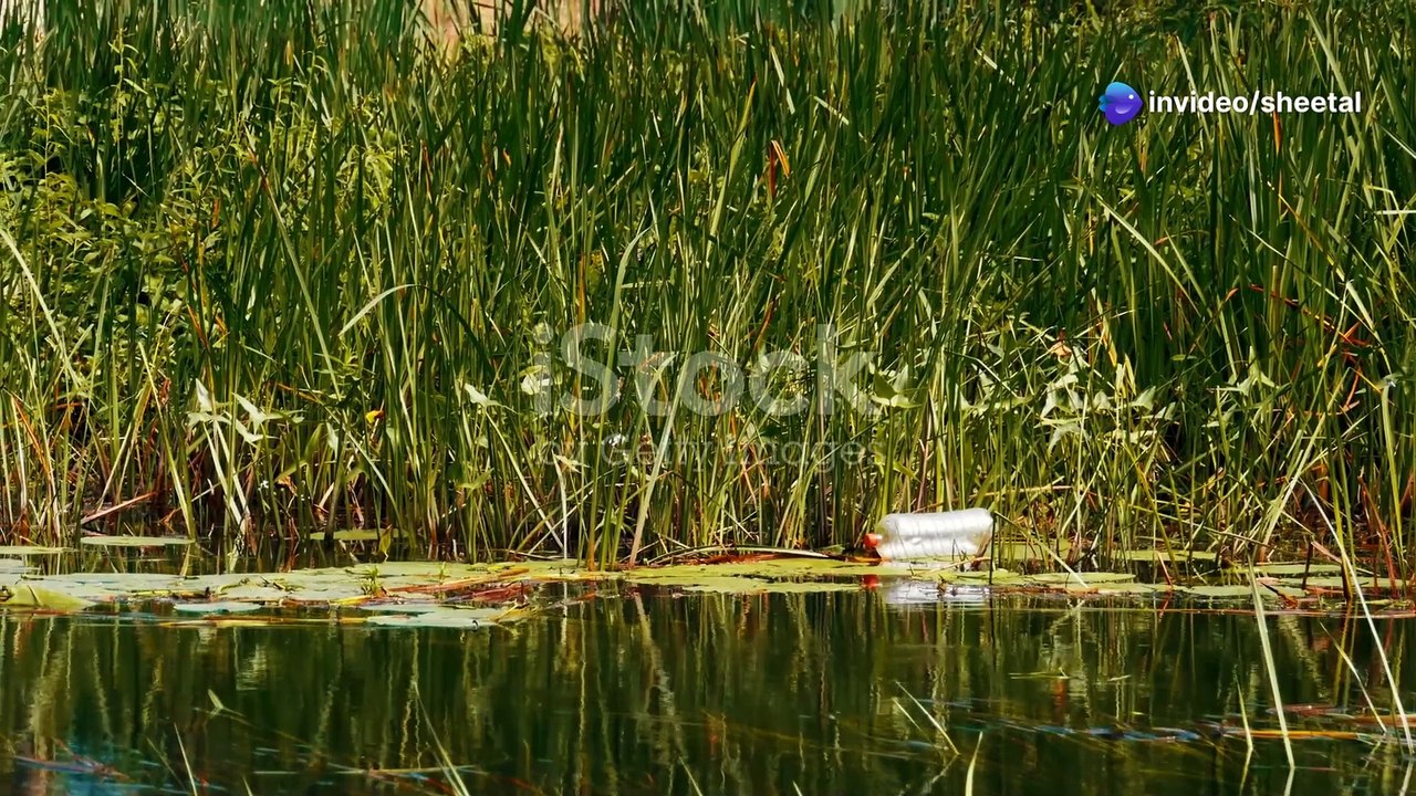 Top Tips to Clean Up Lakes: Save Our Water!