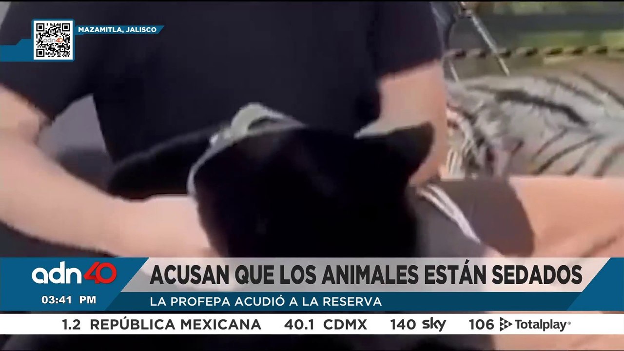 Acusan de maltrato animal a reserva que exhibe a tigres y panteras en Jaslisco