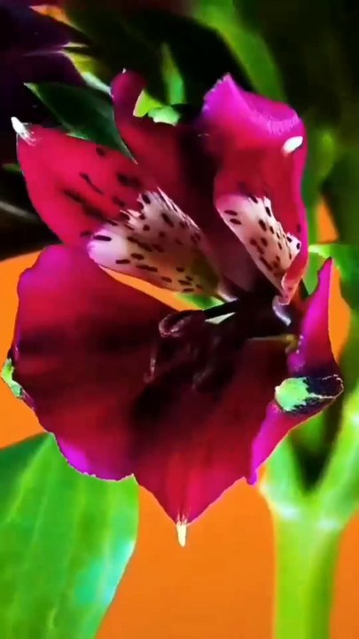 The moment the flower blooms4k