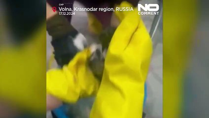 No Comment : des oiseaux mazoutés et des plages souillées au large de la Crimée