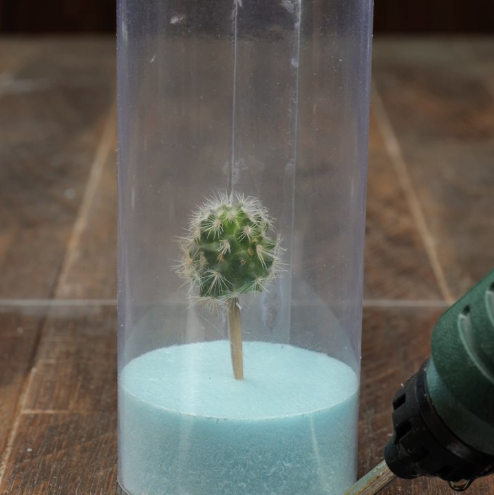Transformez les cactus en superbes bijoux grâce à ce projet de FAIT MAISON amusant !
