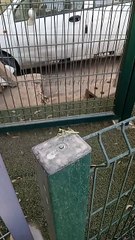 very nice !   libellules