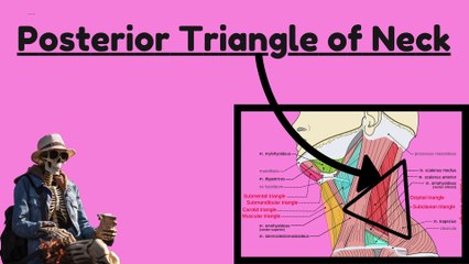 Anatomy of the Posterior Triangle of the Neck and Its Subdivisions | Novice Medic