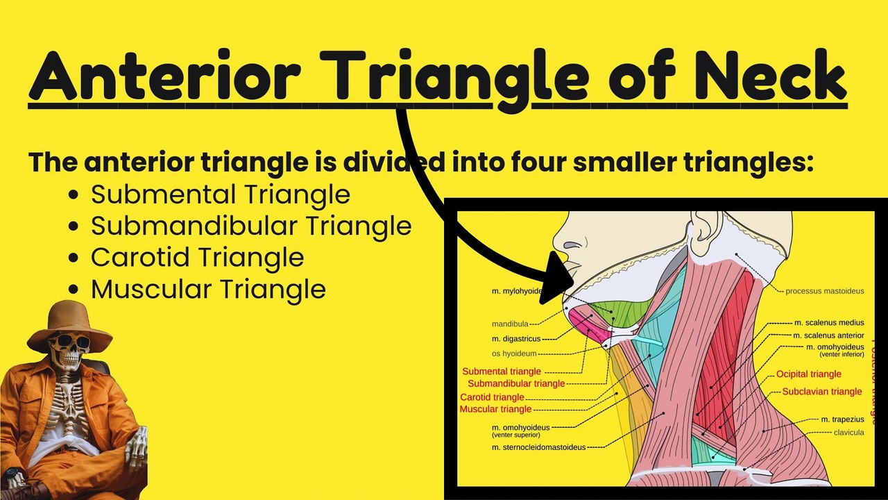 Anatomy of the Anterior Triangle of the Neck and Its Subdivisions | Detailed Overview