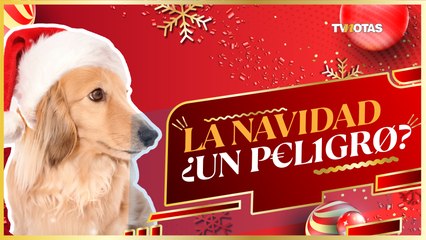 ¿La navidad un peligro para los perritos?
