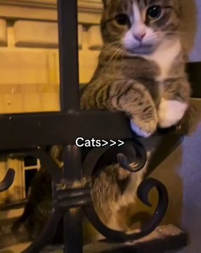 🐾 Welcome to the purr-fect world of CAT-astrophic cuteness! 🐱✨ In this de