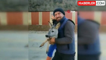 Başıboş Köpeklerden Kaçan Karaca, Alabalık Havuzunda Kurtarıldı