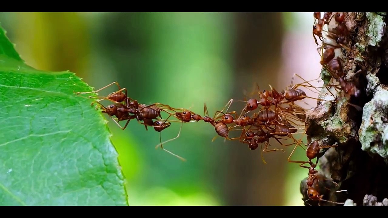 Cunk on Life Trailer OV