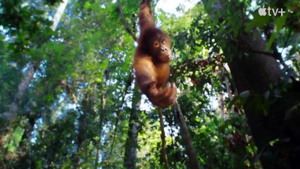 La vida secreta de los animales - Tráiler oficial subtitulado Apple TV+