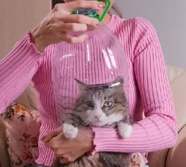 Paws and play! Creative gadgets and crafts for your pet!