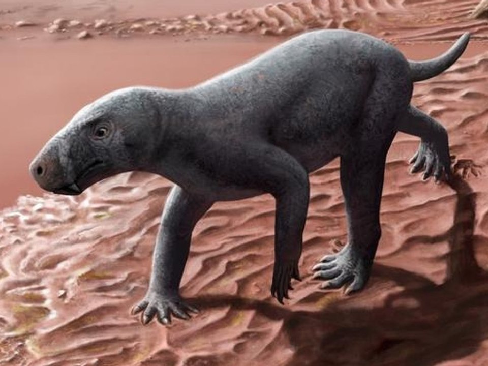 Sensationsfund auf Mallorca: Ältestes Säugetier der Welt entdeckt